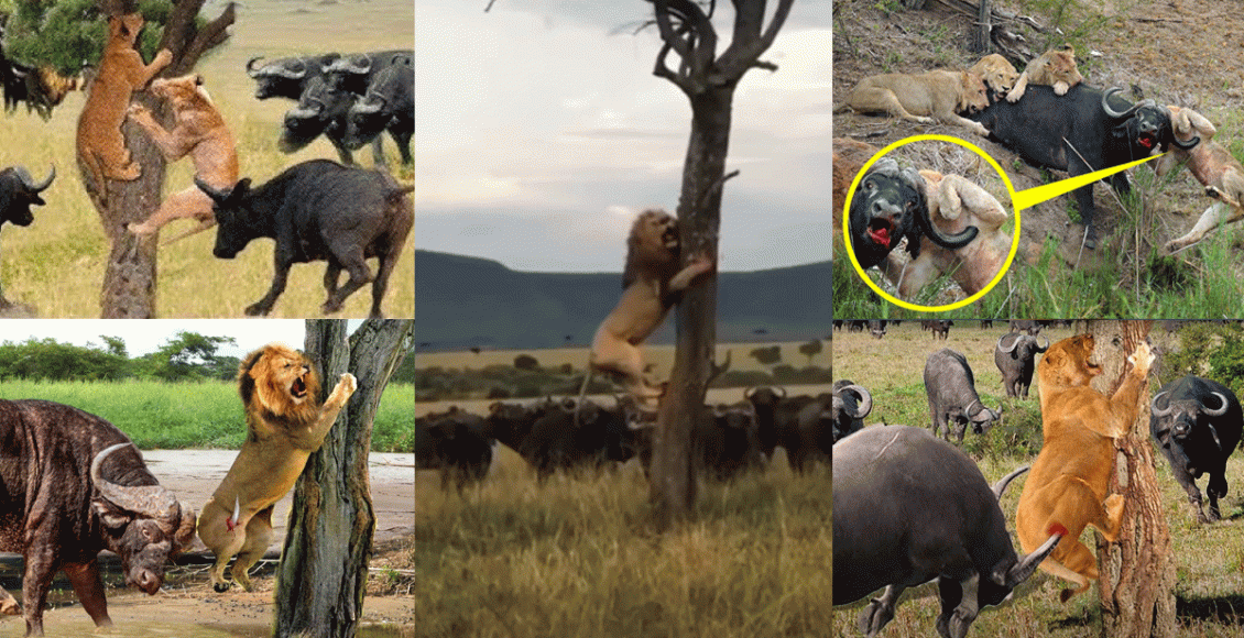 lion-escape-from-buffalo