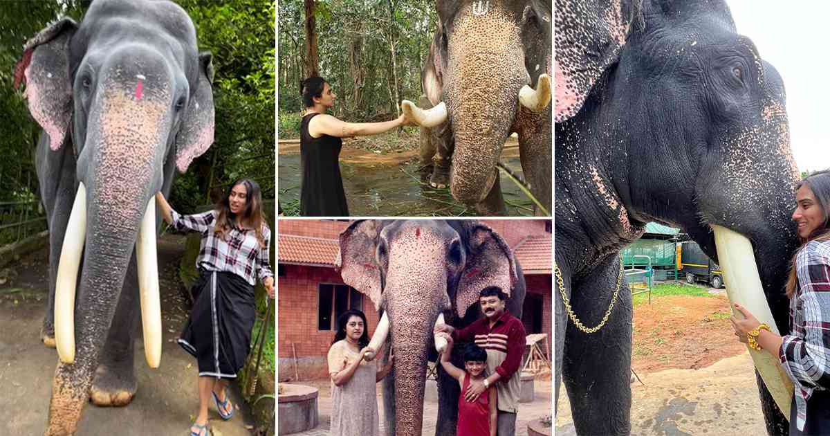 Malavika Jayaram With Elephant Reels Goes Viral Malayalam