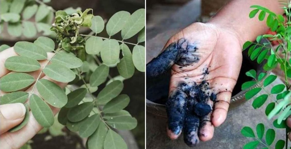 Indigo Plant For Healthy Natural Hair Dye