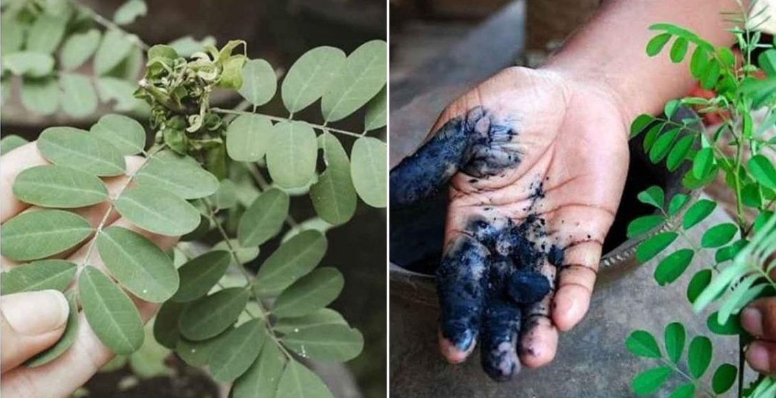 Indigo Plant For Healthy Natural Hair Dye Malayalam