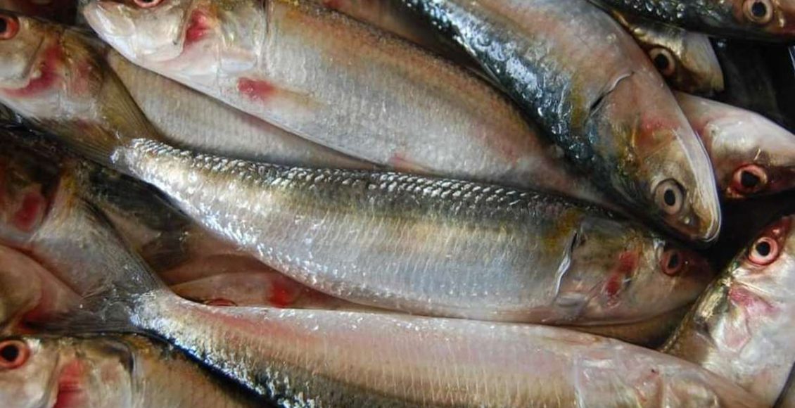 Sardine Easily Cleaning Tip