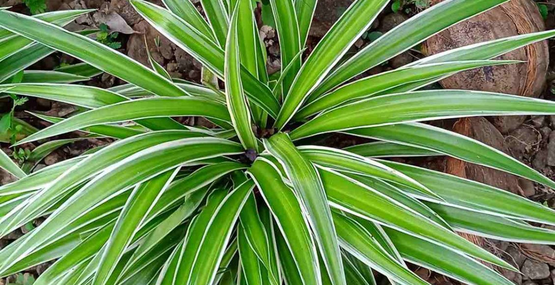 Spider Plants Care