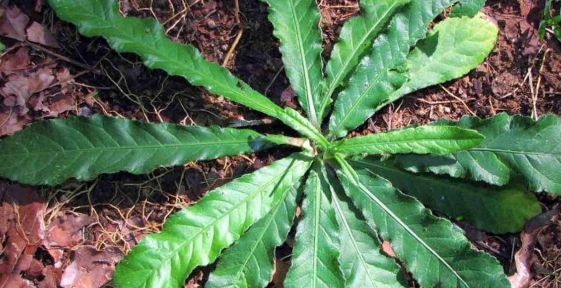 Anachuvadi Plant Benefits