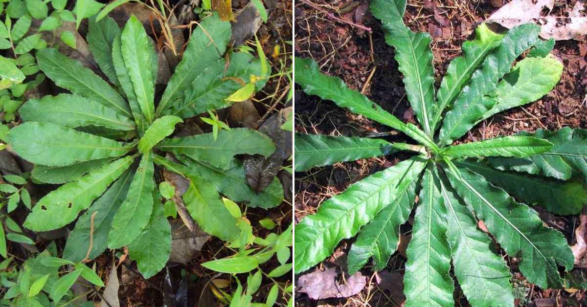 Anachuvadi Plant Benefits Malayalam