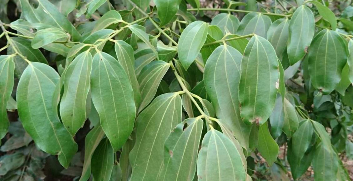 Bay leaves Benefits