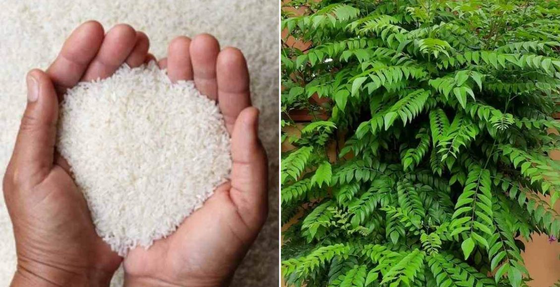 Curry Leaves Cultivation Tip