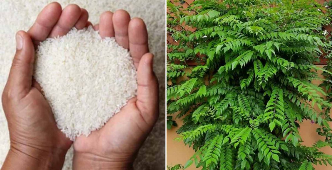 Curry Leaves Cultivation Tip Malayalam