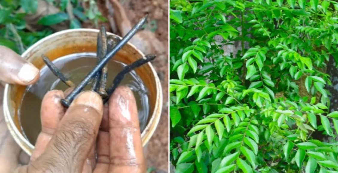 Curry leaves Plant Grow Well Tip Malayalam