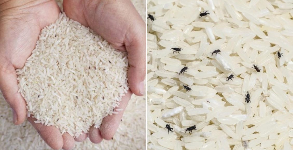 How To Get Rid Of Rice Bugs