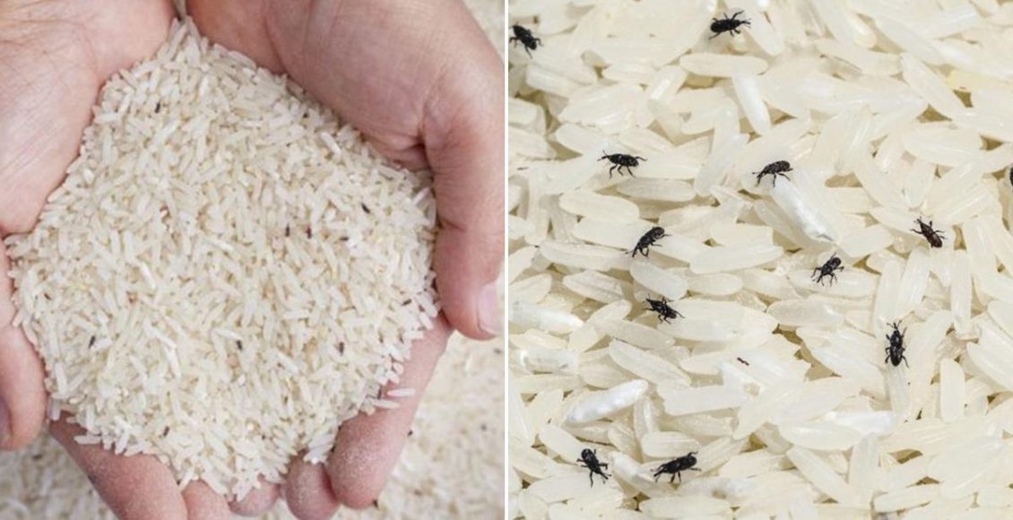 How To Get Rid Of Rice Bugs Malayalam