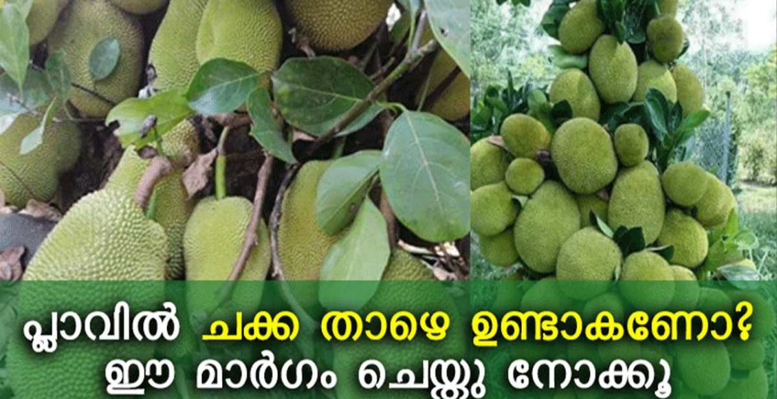 Jackfruit Farming Tips