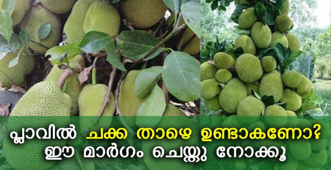 Jackfruit Farming Tips Malayalam