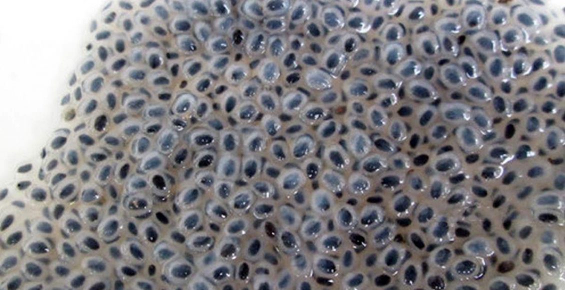 Kaskas Making From Thulasi Tip