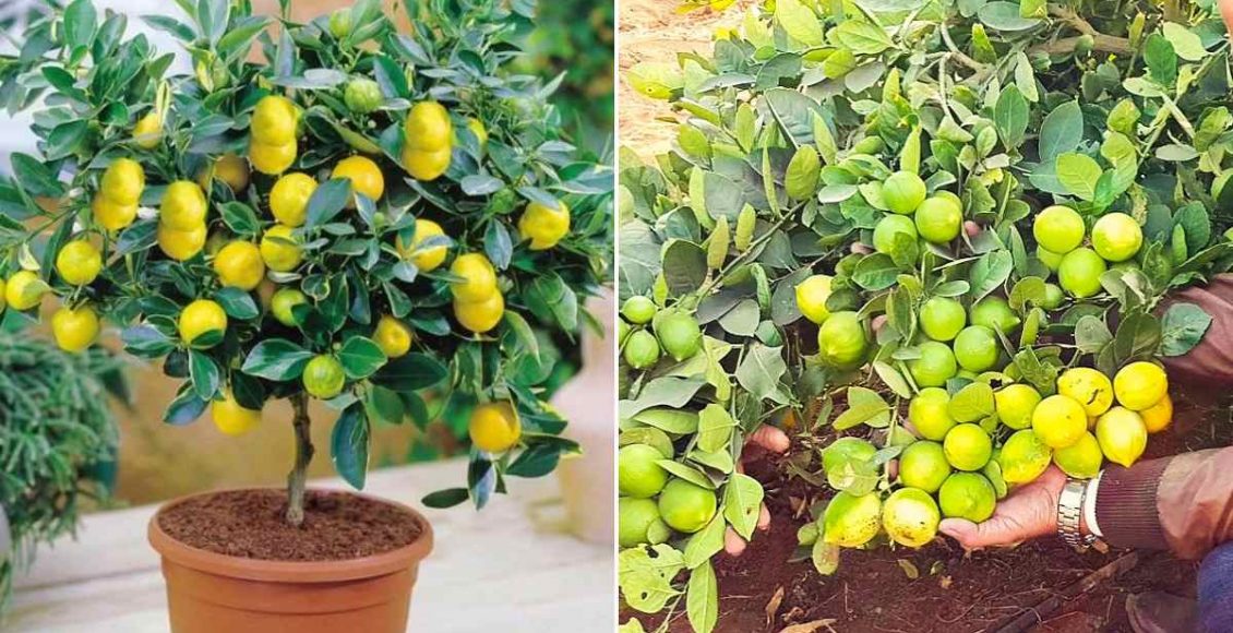 Lemon Plant Growing Tips