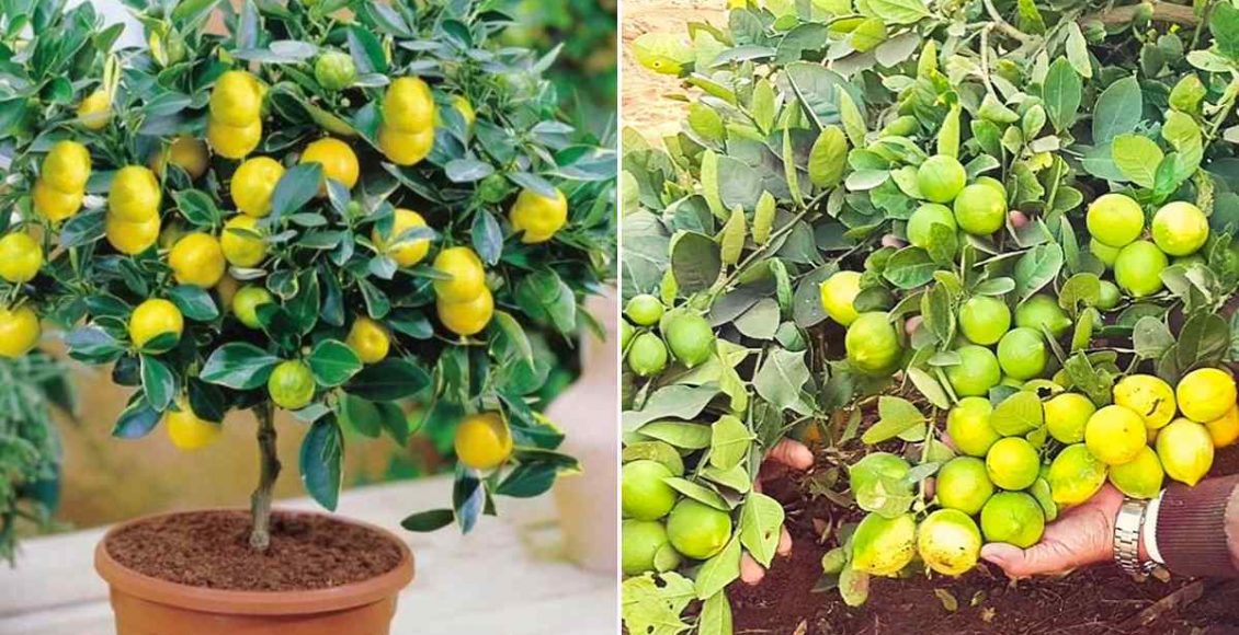 Lemon Plant Growing Tips Malayalam