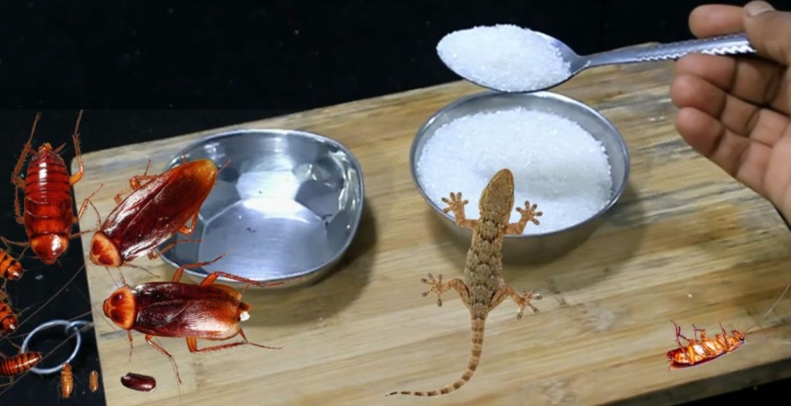 Remedy to Remove Lizard and Coackroaches Malayalam