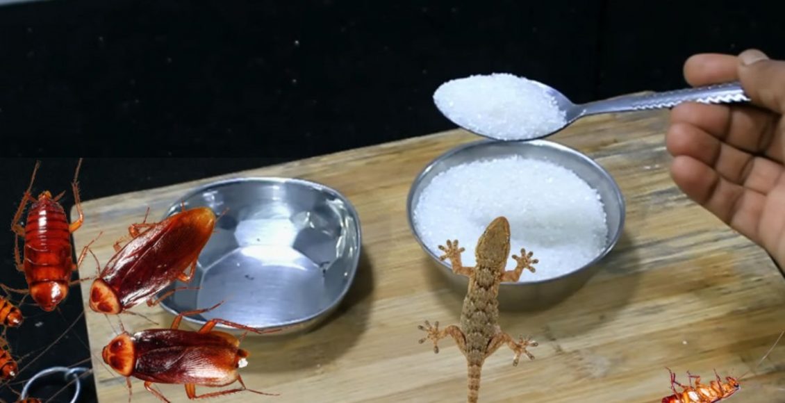 Remedy to Remove Lizard and Coackroaches Malayalam