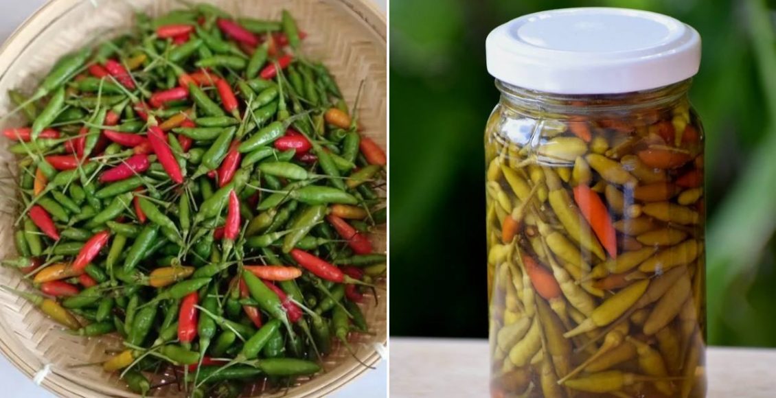 Tabasco Pepper Health Benefits Malayalam