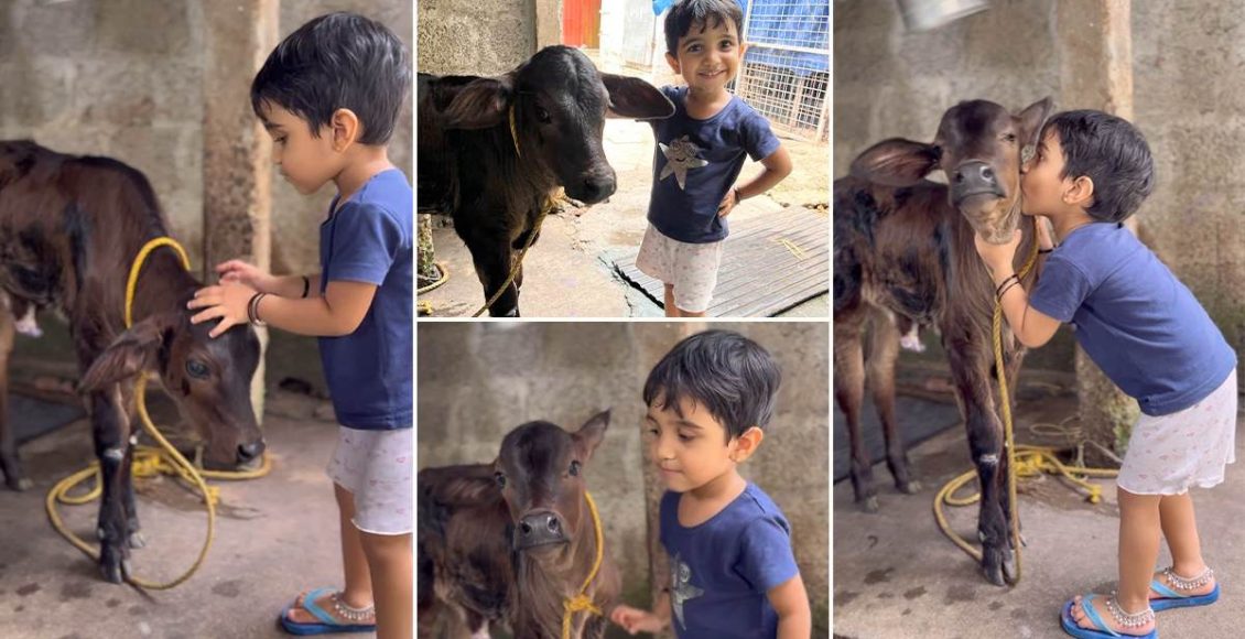 Cute Baby Kissing Cow Video Viral