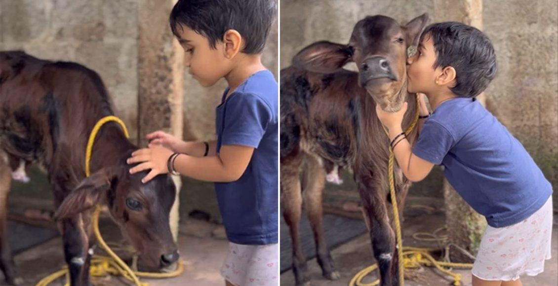 Cute Baby Kissing Cow Video Viral Malayalam