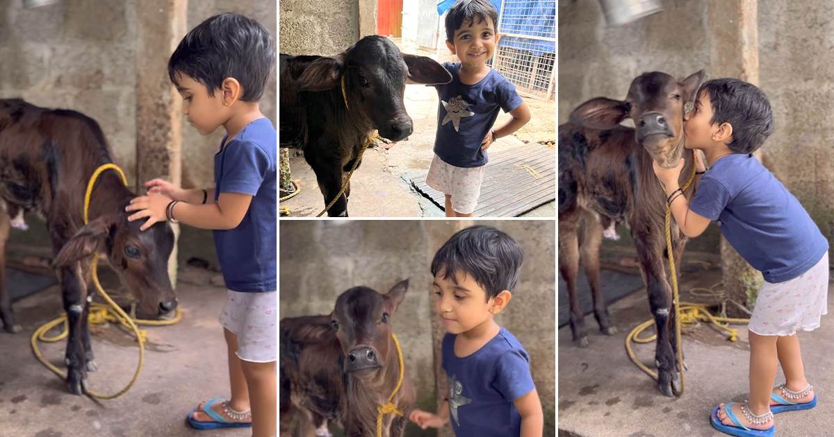Cute Baby Kissing Cow Video Viral