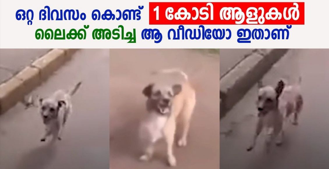 True Love Of A Dog And Man Video Viral