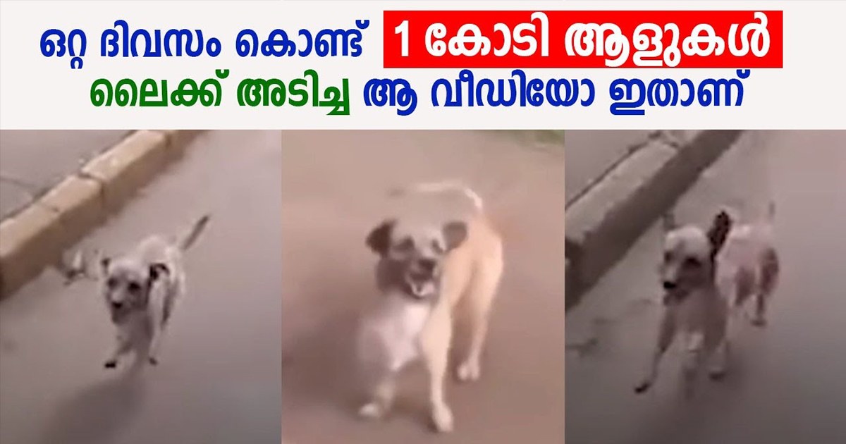 True Love Of A Dog And Man Video Viral