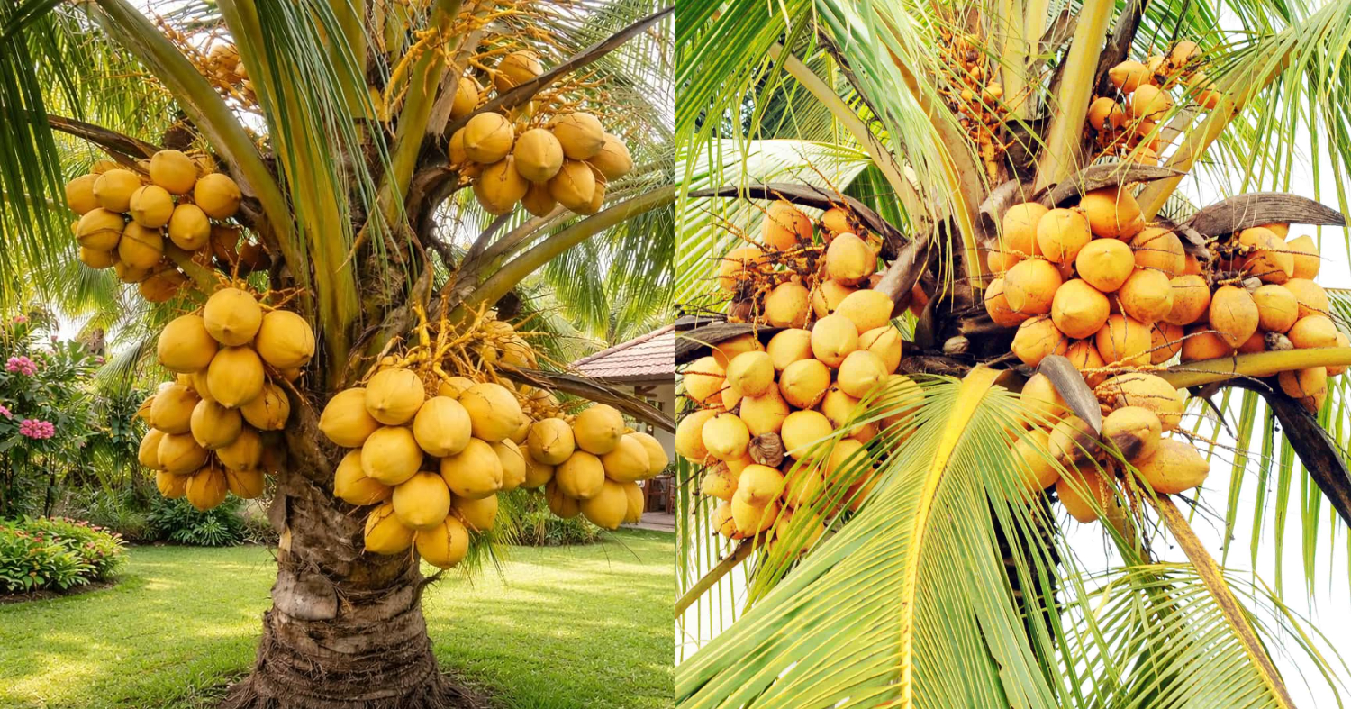 Coconut Farming and Cultivation Tips